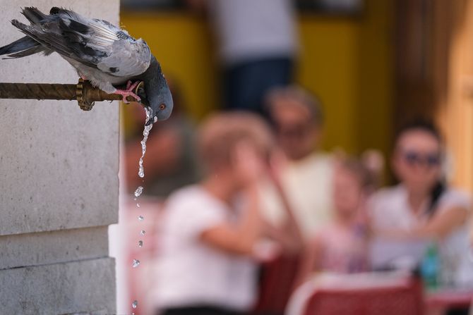 Toplotni talas vrućina visoke temperature