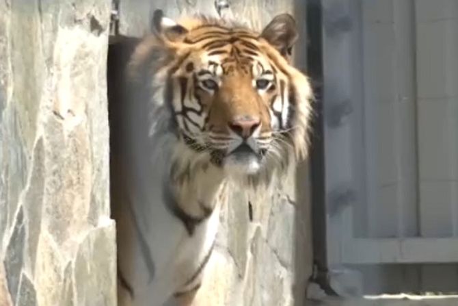 Tigar Širkan zvezda u selu kraj Vranja: Za obrok smaže 5 kila mesa, društvo mu pravi devojka - Vimarsana News