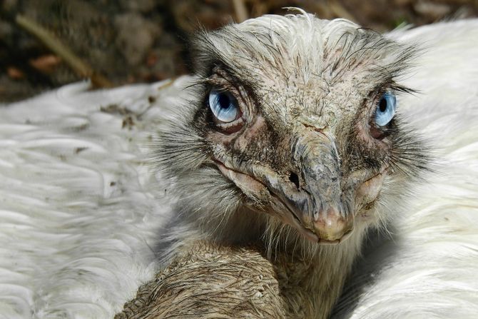 nandu nandu