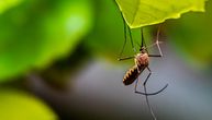 Suzbijanje komaraca u ponedeljak na više lokacija u Beogradu