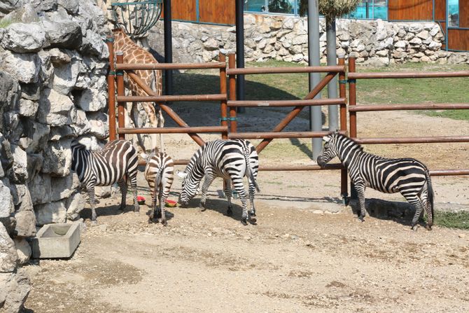 85 Godina Zoo vrta