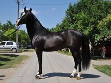 Jovo Kaurin lipicaner konj