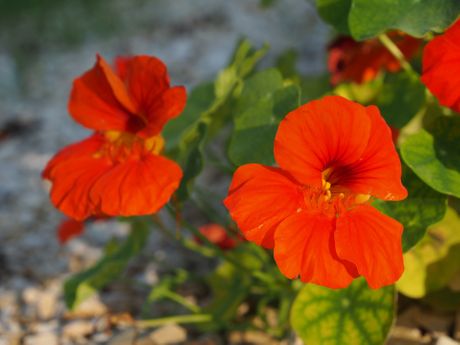 Dragoljub, cvet, cveće, nega cveća