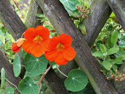 Dragoljub, cvet, cveće, nega cveća