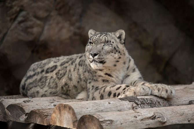 San Dijego zooloski vrt snežni leopard