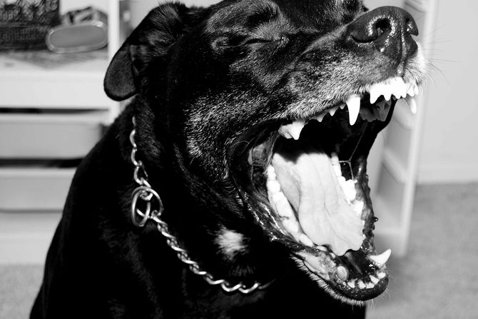 Pitbul besan pas Pitbul besan pas