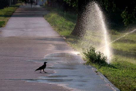 Vrane svrake kupanje voda vrucina toplo vreme vruce vreme