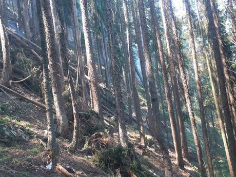 Bajina Bašta - Šumski požar planina Tara, Pančićeva omorika