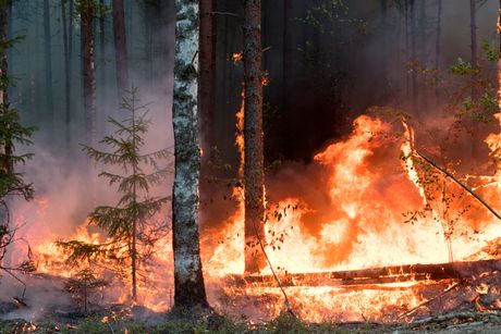 šumski požar u šumi, evakuacija, Russia Forest Fires
