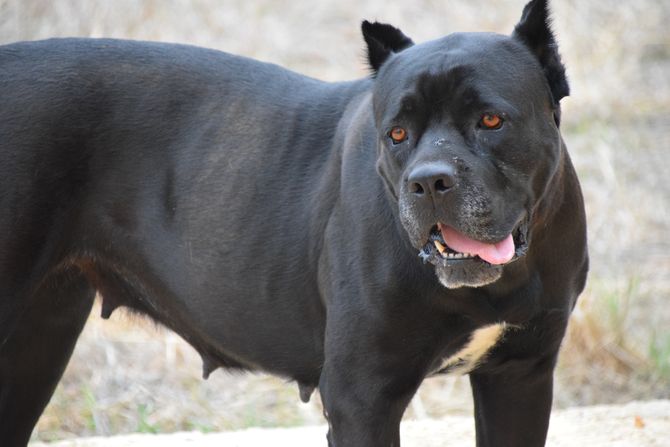 Kane korso, cane corso, pas