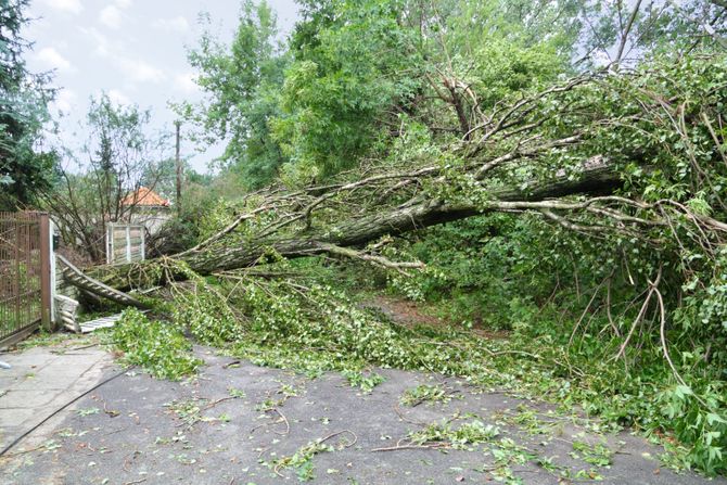 Nevreme, oluja, palo drvo stablo