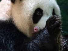 Panda Huan Huan zoološki vrt Francuska bebe blizanci
