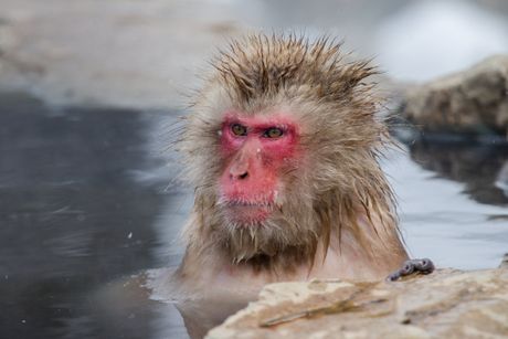 Japanski majmun makaki