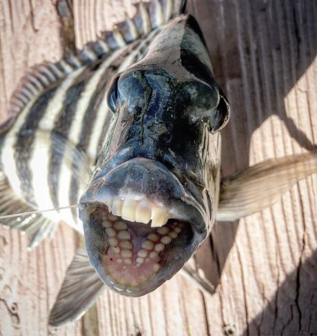riba sa ljudskim zubima Sheepshead fish Teeth riba sa ljudskim zubima Sheepshead fish Teeth