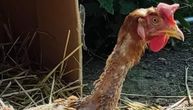 Kokoška Nada je najsrećnija koka u komšiluku: Bez perja bežala od sigurne smrti, natrčala na veganku