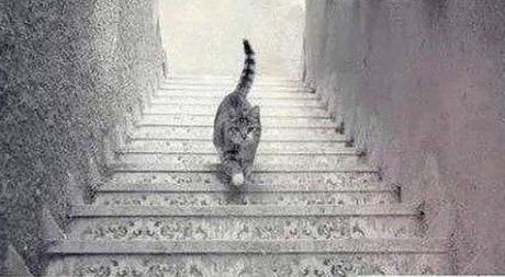 Macka stepenice gore dole cat up and down the stairs Macka stepenice gore dole cat up and down the stairs