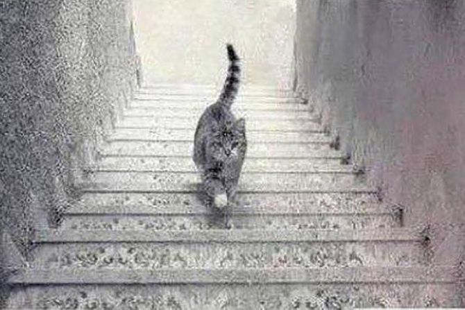 Macka stepenice gore dole cat up and down the stairs