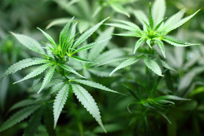 marihuana marihuana
