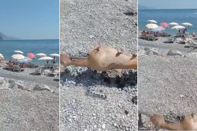 "Obrtaće jagnje na Jazu ovaj narod": Neverovatan prizor sa plaže u Budvi - Vimarsana News