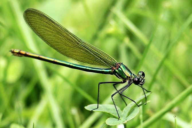 Vilin konjic Vilin konjic