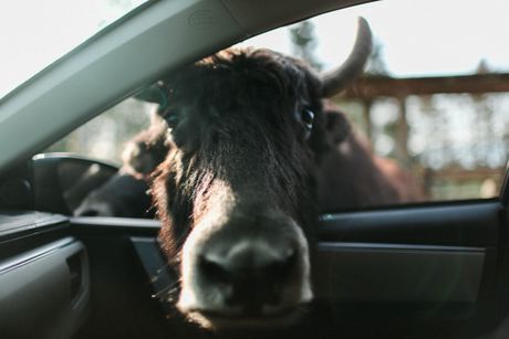 krava auto krava auto