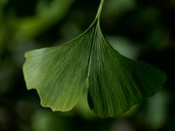 Naučnik, klimatske promene, ginko