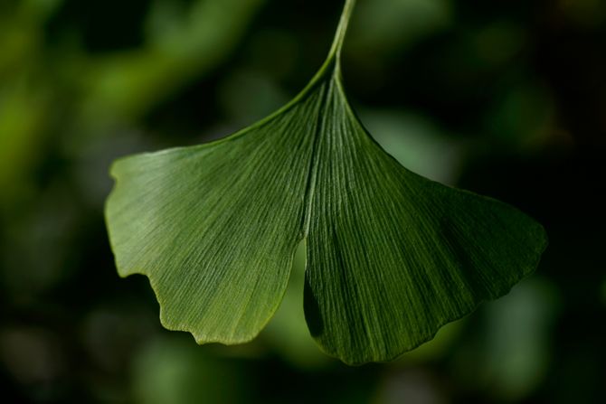 Naučnik, klimatske promene, ginko Naučnik, klimatske promene, ginko