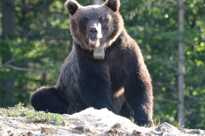 Posle Miloša i Bore, markiran još jedan medved na Jadovniku: Zove se Žarko i ima 130 kilograma - Vimarsana News