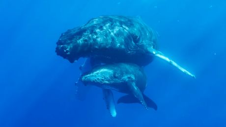Majka i mladunče grbavog kita