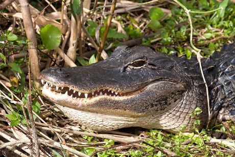 Aligator Krokodil