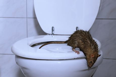 Pacov WC šolja rat