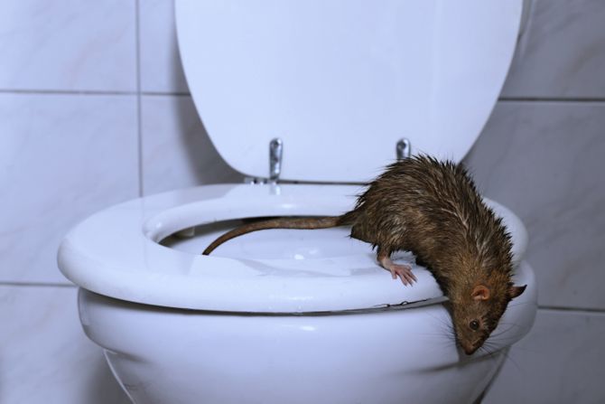Pacov WC šolja rat Pacov WC šolja rat
