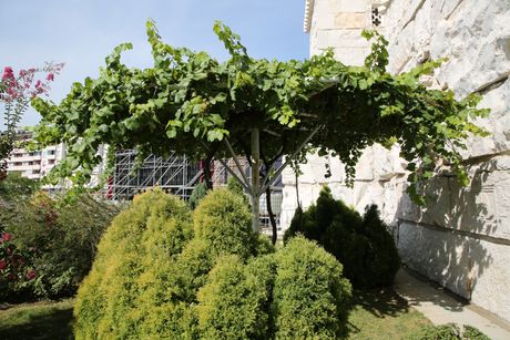 Loza svetog Simeona sa Hilandara