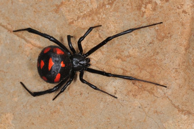 Pauk crna udovica black widow