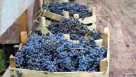 Kao nekad: Običaj koji izumire viđen u Dečanskim vinogradima, učestvovali i monasi i monahinje