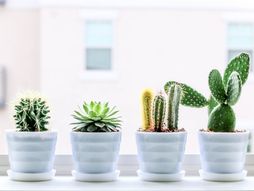 Kaktusi, sukulenti, cveće, cvet