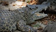 Aligator se nameračio da pojede rodu, onda je iz žbuna izleteo krokodil: Neverovatan snimak surovosti prirode