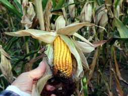 Suša, visoka temperatura, kukuruz, poljoprivreda