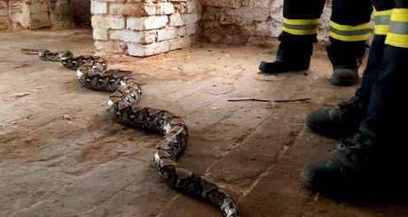 Piton pronađen u podrumu, zmija, Nemačka