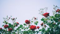 Najlepše ruže cvetaju u Sinoševiću: Za Ivanoviće je uzgoj cveća ne samo najisplativiji, nego i najlepši posao