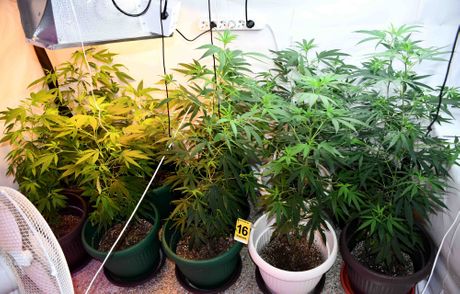 Niš, laboratorija, marihuana, opojna droga, zaplena Niš, laboratorija, marihuana, opojna droga, zaplena