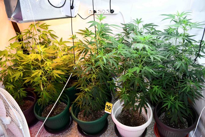 Niš, laboratorija, marihuana, opojna droga, zaplena Niš, laboratorija, marihuana, opojna droga, zaplena