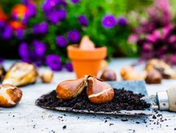 Lukovica, sadnja cveća, cveće