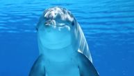 Šta znači sanjati delfina: Živite srećnim životom i nemate razloga za brigu