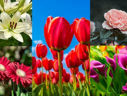 Cveće test lala ruža ljiljan gerber kala