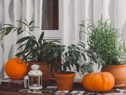 Sobno cveće biljke bundeva pumpkin
