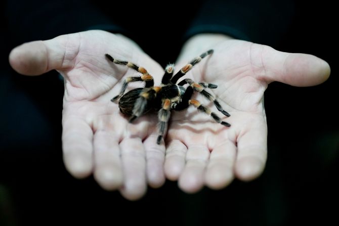 Pauk, tarantula