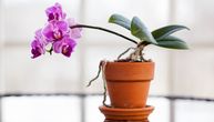 Spasite orhideju kad koren počne da truli: 4 praktična saveta za uspešnu negu