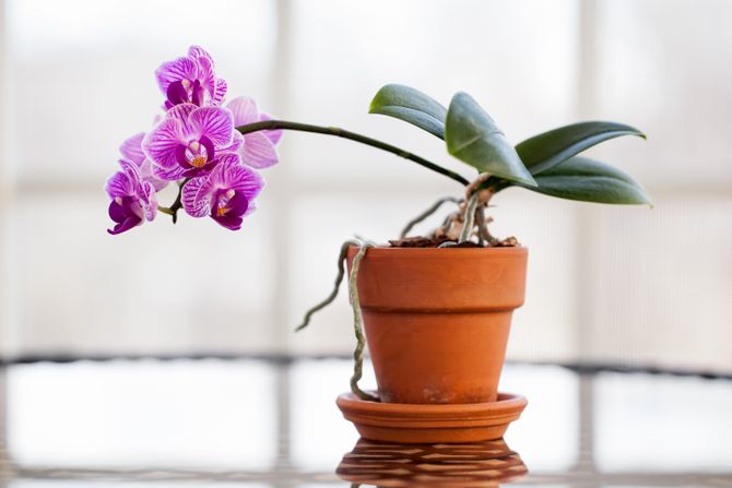 Cveće cvet saksija orhideja Pink orchid