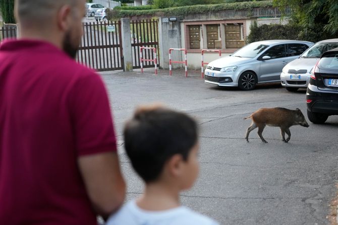 Divlja svinja Rim